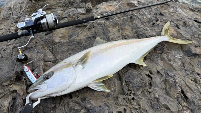 アークフレックス　ロックショア　釣果