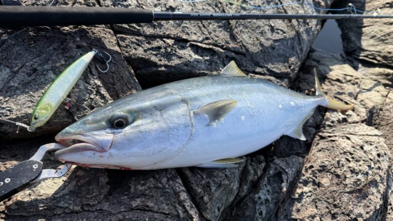 ミュートスアキュラ100H　ブリ　釣果