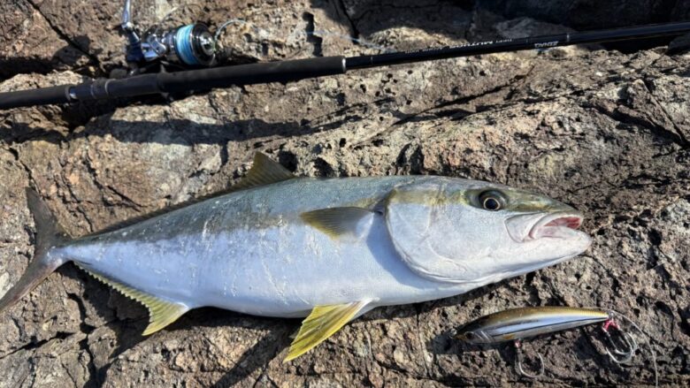 ミュートスアキュラ100HType-R　ヒラマサ　釣果