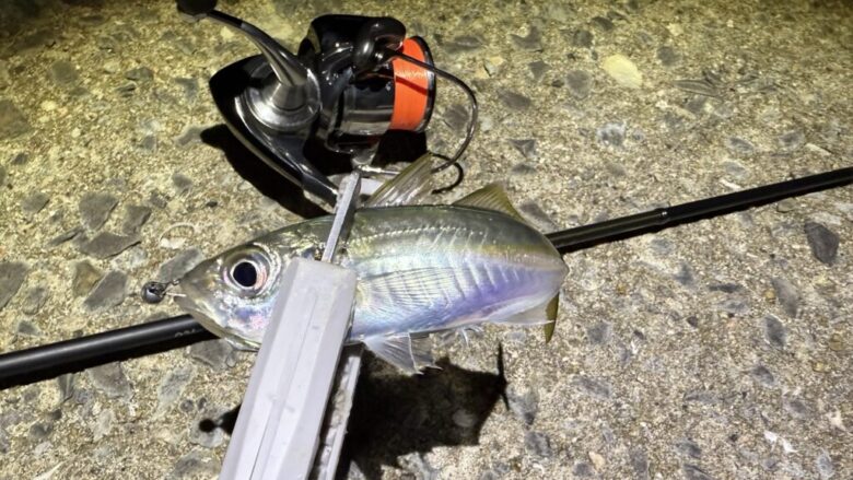 鯵道3G　小アジ　釣果