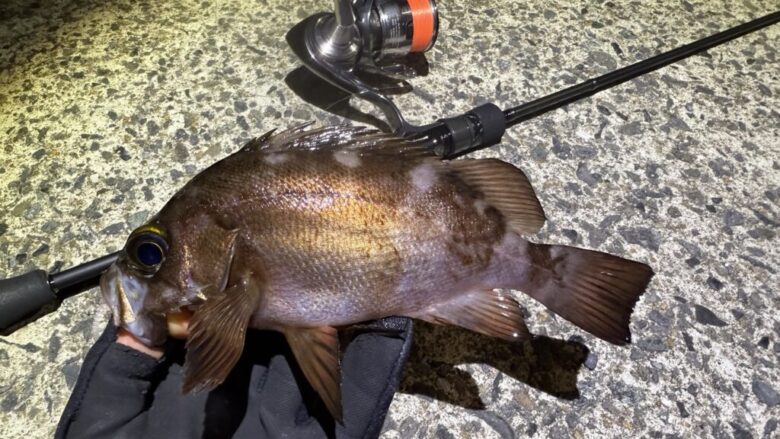 鯵道3G　メバル