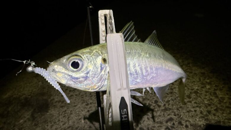 アジングマスターエステルレモニー　釣果