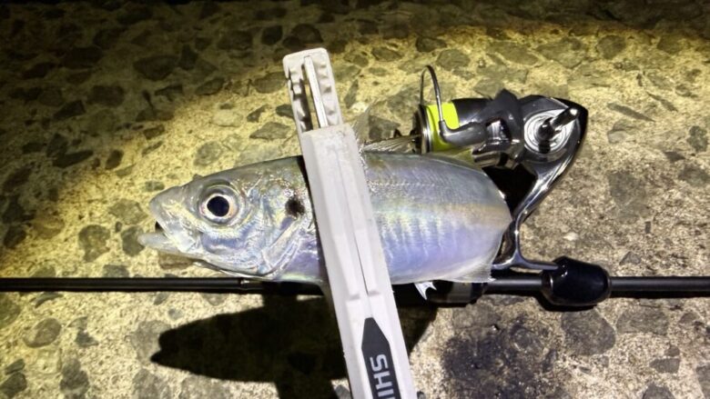 アジングマスターエステルレモニー　釣果