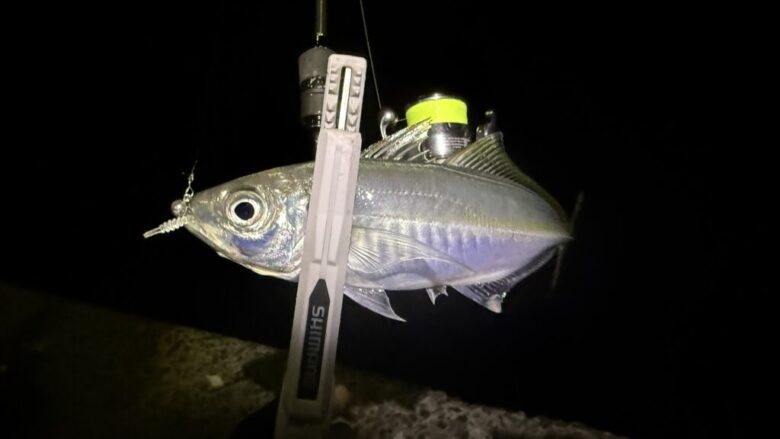 アジングマスターエステルレモニー　釣果