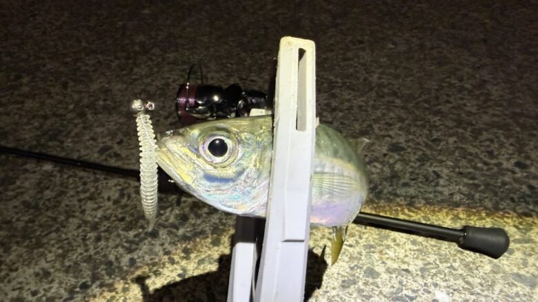 鯵の糸ワンモア　釣果