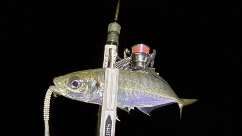 鯵の糸ワンモア　釣果