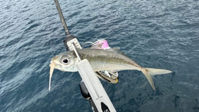 鯵の糸ワンモア　釣果