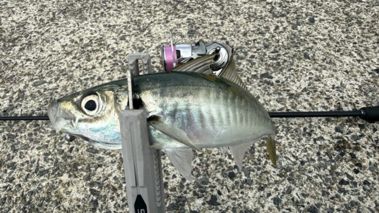 鯵の糸ワンモア　釣果