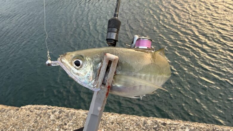 鯵の糸ワンモア　アジング　釣果