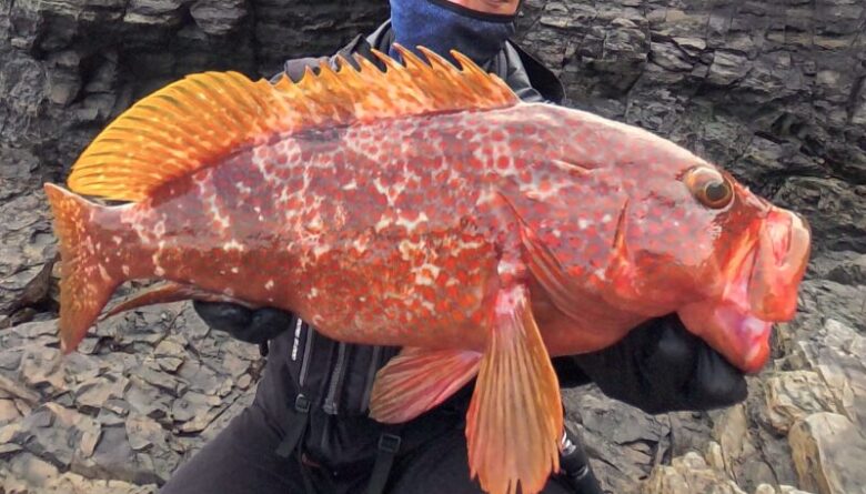 キジハタ 26ルナミス