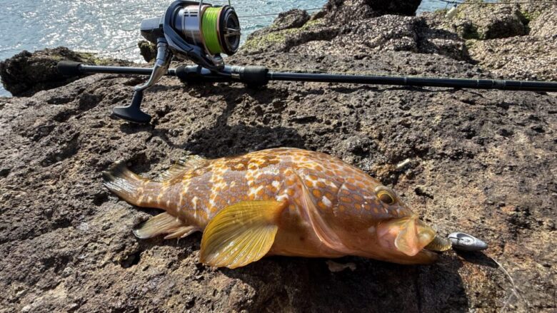 26ナスキー　ロックフィッシュ　釣果