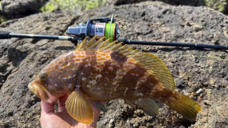 26ナスキー　釣果