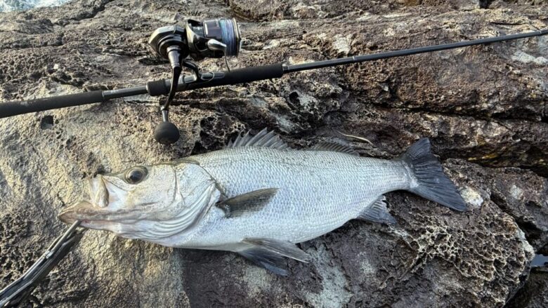 クロスライド7G ヒラスズキ 釣果