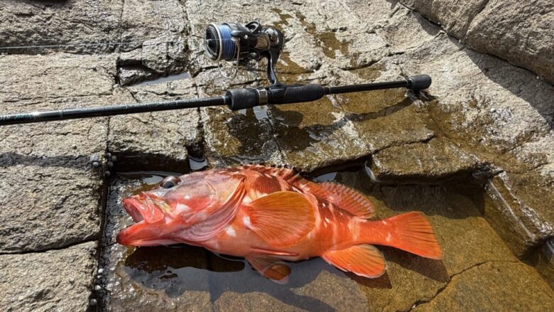 26フリームス　釣果