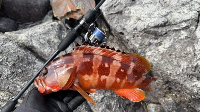 26フリームス　釣果