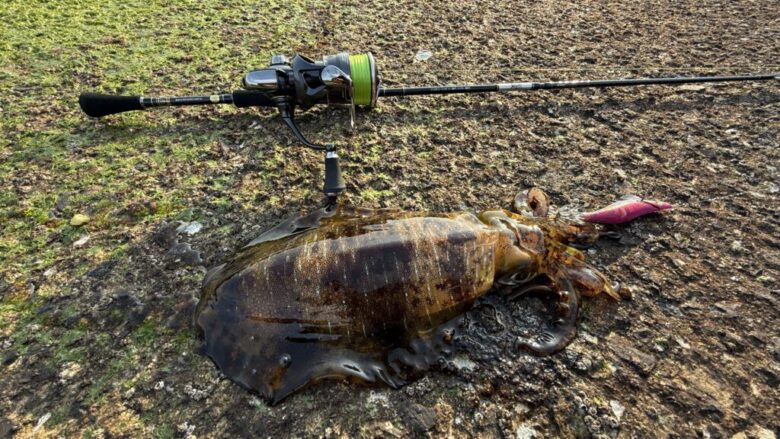 26フリームス　アオリイカ