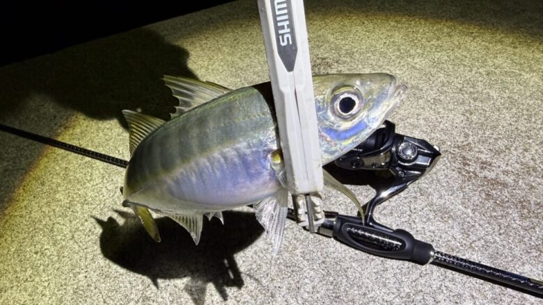 26コルトプロトタイプ 釣果