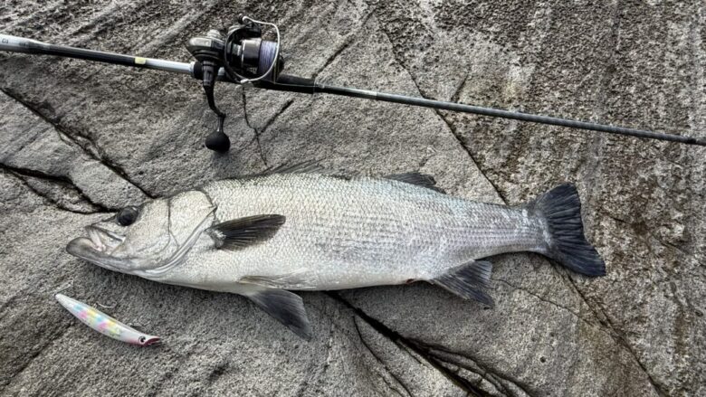 ハーデス　ヒラスズキ