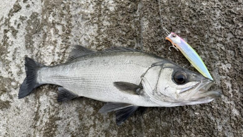 ハーデス　ヒラスズキ