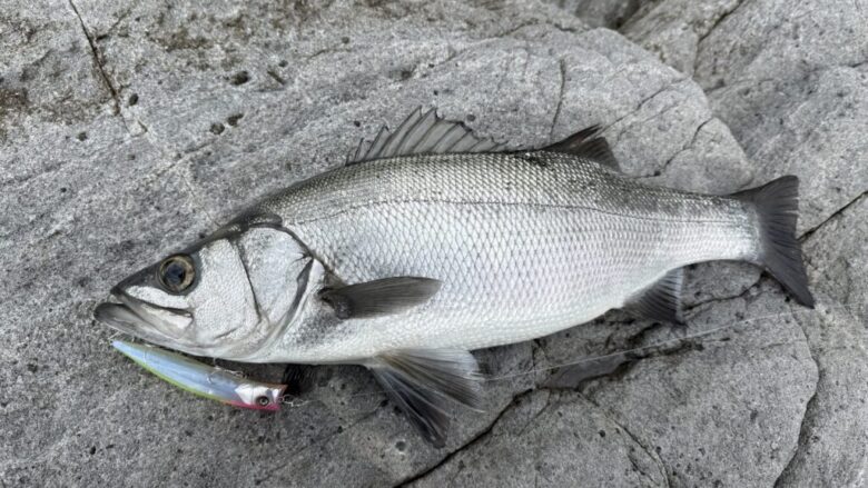 ハーデス　ヒラスズキ　釣果