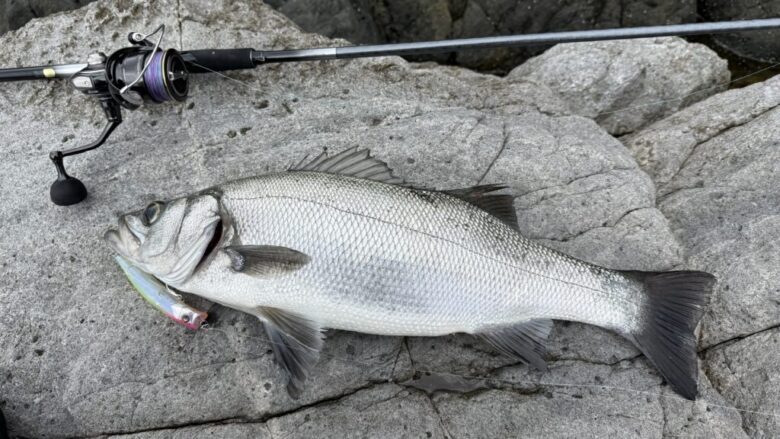 アメイザー　釣果