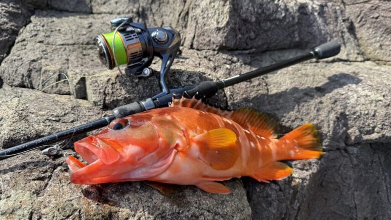 マジックシャッド　ロックフィッシュ　釣果