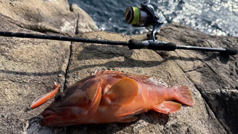 マジックシャッド　アカハタ　釣果