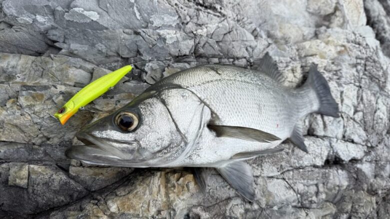 カゲロウ　ヒラスズキ　釣果