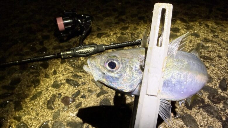 26ヴァンキッシュCE　アジング　釣果