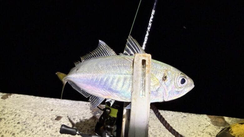 ソルティーアドバンス　アジング　釣果