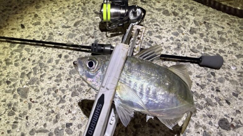 ソルティーアドバンスアジング　釣果