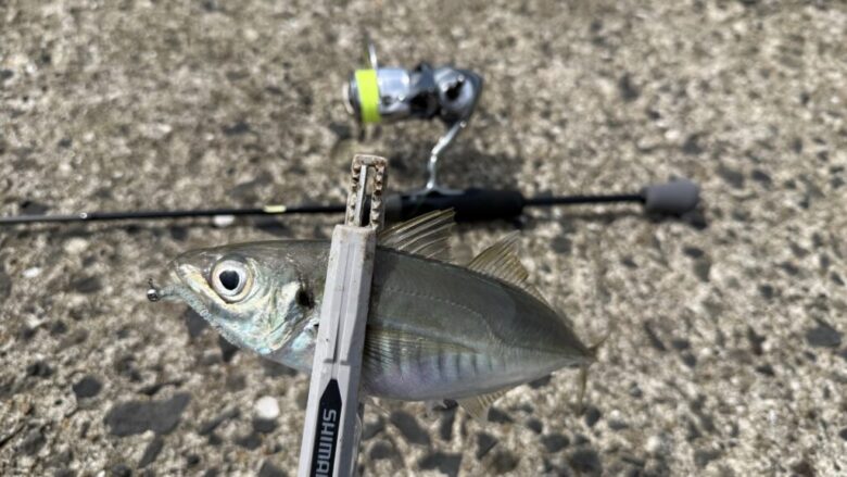 ソルティーアドバンス　鯵