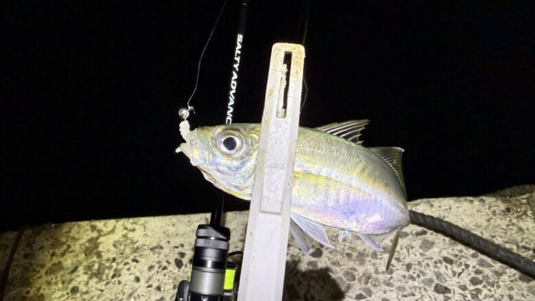 ソルティーアドバンス　アジング　釣果