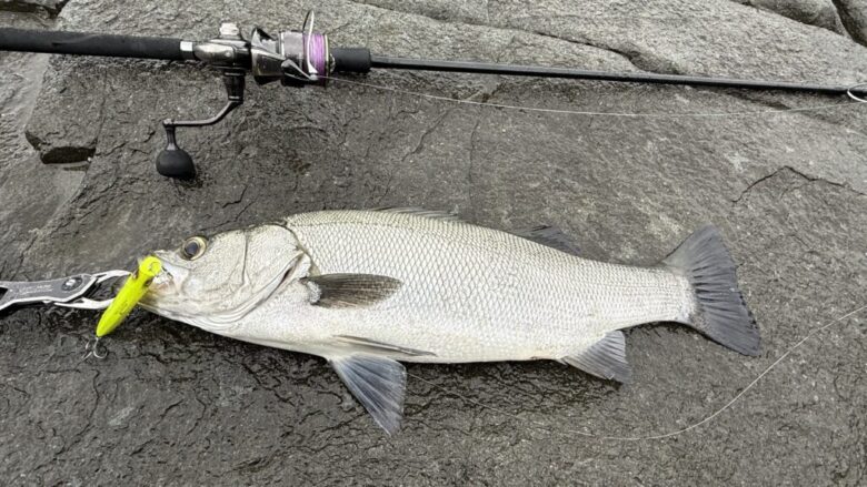 カゲロウ　ドリフト　ヒラスズキ