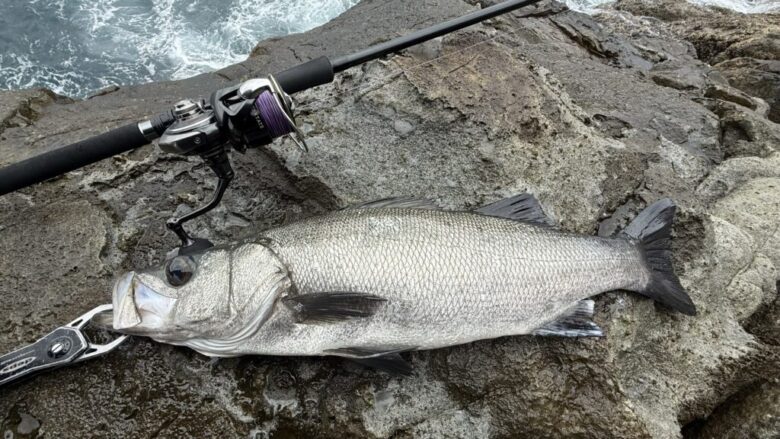 26セルテートHD 釣果