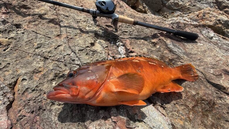 ハードロッカーエクスチューン　釣果