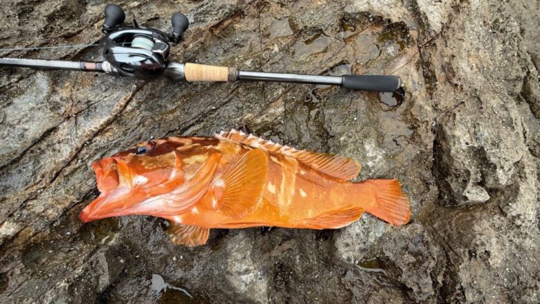 アメイザー　釣果