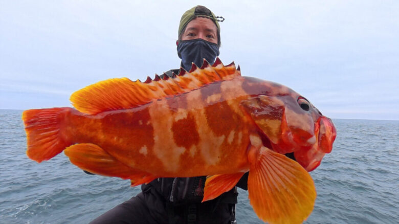 アカハタ　釣果