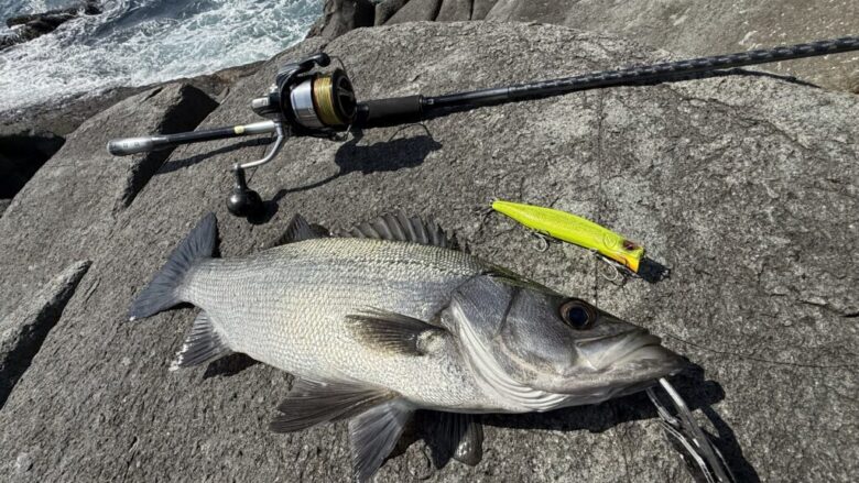 ガイダスPEX9　ヒラスズキ　釣果