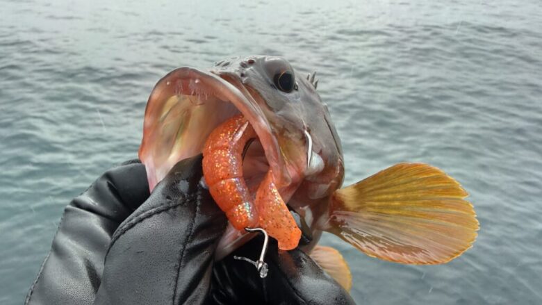 ラッキークロー　アカハタ