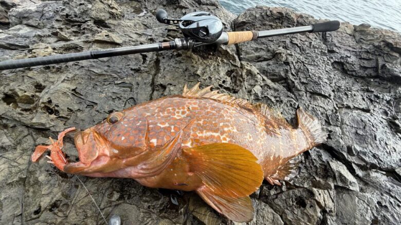 ラッキークロー　キジハタ