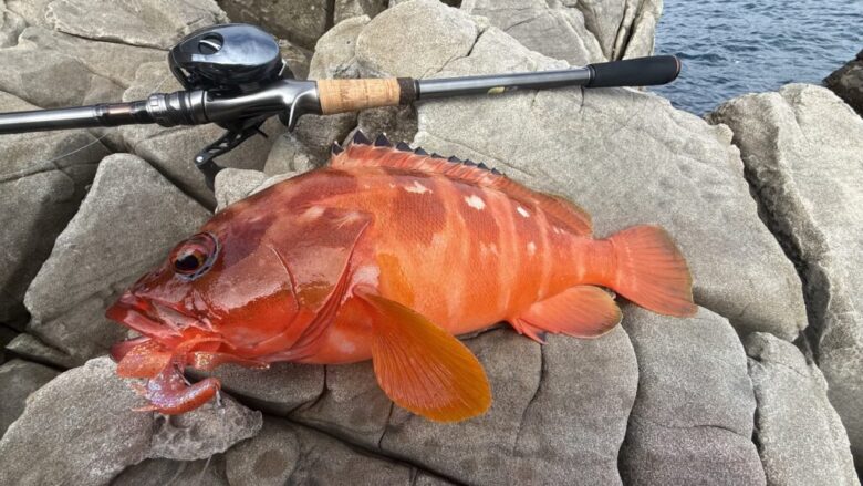 ラッキークロー　アカハタ