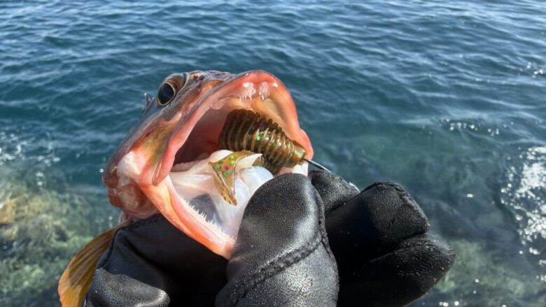 マジックシャッド　アカハタ