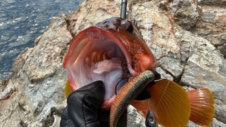 マジックシャッド　アカハタ