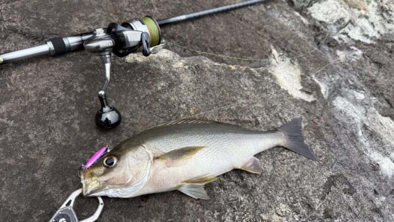 ガイダスPEX9　イサキ　釣果