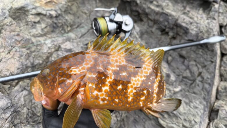 ラッキークロー　アコウ　釣果