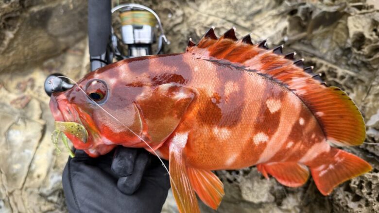 ガイダス　ロックフィッシュ　釣果