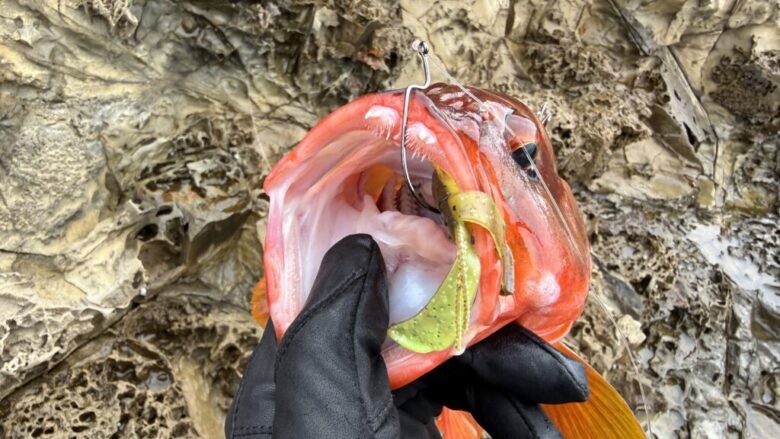 ラッキークロー　アカハタ　釣果