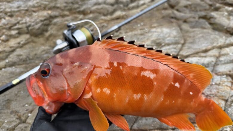 ガイダスPEX9　ロックフィッシュ　釣果