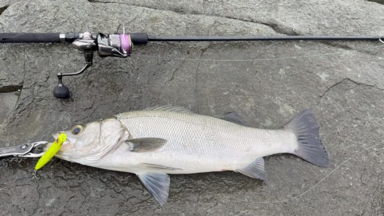 26セルテートHD 釣果